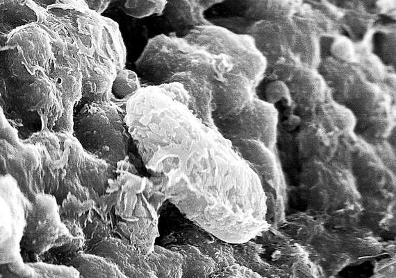 NASA: “Biomorphs” found on meteorites traced to Mars have been proposed as evidence that life has existed on the Red Planet. NASA: “Biomorphs” found on meteorites traced to Mars have been proposed as evidence that life has existed on the Red Planet.
