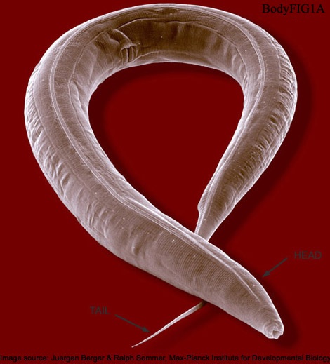 Image source: Juergen Berger & Ralph Sommer, Max-Planck Institute for Developmental Biology Image source: Juergen Berger & Ralph Sommer, Max-Planck Institute for Developmental Biology
