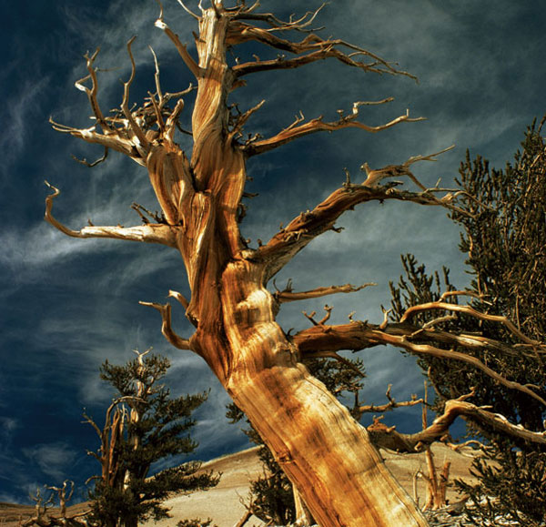 Image: Gordon Wiltsie/NGS Image: Gordon Wiltsie/NGS