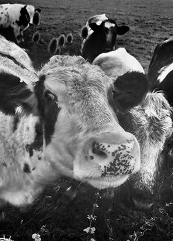 Image: Matt Batchelder from Wired Magazine; Description: several cows Image: Matt Batchelder from Wired Magazine; Description: several cows
