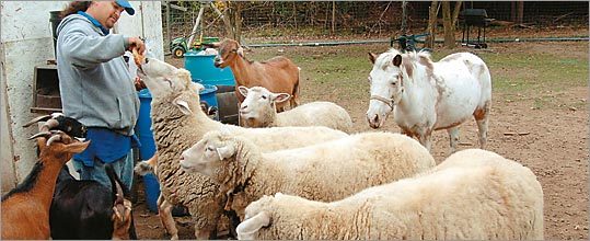 picture of man feeding sheep, goats, and horses picture of man feeding sheep, goats, and horses