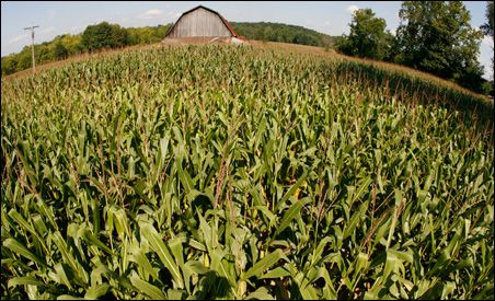 Photo Credit: REUTERS/John Sommers II; Description: Eighty-eight percent of last year's Minnesota corn crop contained genes to help farmers fight insects or weeds or both. Photo Credit: REUTERS/John Sommers II; Description: Eighty-eight percent of last year's Minnesota corn crop contained genes to help farmers fight insects or weeds or both.