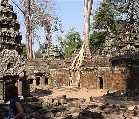 MinnPost photo by Sharon Schmickle: Nature is winning its battle with Cambodia's Ta Prohm temple. MinnPost photo by Sharon Schmickle: Nature is winning its battle with Cambodia's Ta Prohm temple.