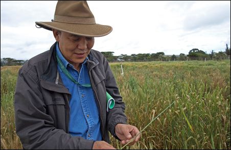 Photo credit: MinnPost photo by Sharon Schmickle; Description: Yue Jin, of the USDA's Cereal Disease Lab in St. Paul, examines a stalk of wheat. Photo credit: MinnPost photo by Sharon Schmickle; Description: Yue Jin, of the USDA's Cereal Disease Lab in St. Paul, examines a stalk of wheat.