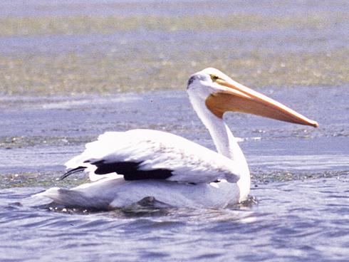 Utah Division of Wildlife photo; Caption: Charles Darwin's views on competition and cooperation in nature included discussion of birds like this pelican. Utah Division of Wildlife photo; Caption: Charles Darwin's views on competition and cooperation in nature included discussion of birds like this pelican.